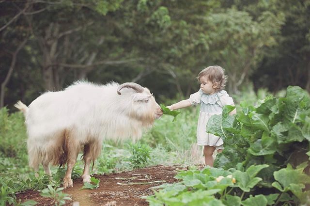 夏が終わると 農園の山羊さんは小屋を離れて あちこちで お仕事。なんだか 忙しそうでした🐐#出張撮影#ロケーションフォト#農園の山羊シリーズ#farm#写真好きな人と繋がりたい#写真撮ってる人と繋がりたい#ig_japan#kidsphotography#コドモノ#丁寧な暮らし#シンプルライフ#スローライフ#ハンドメイドこども服#キッズモデル#湘南#葉山#birthdayphoto#アンティーク#ママリ#ベビフル#lovery_weekend#1歳#kidsmodel#ハーフ (Instagram)